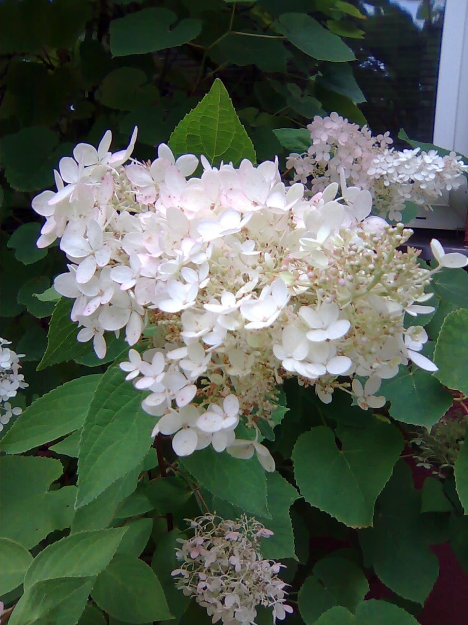 Гортензия Камилла крупнолистная