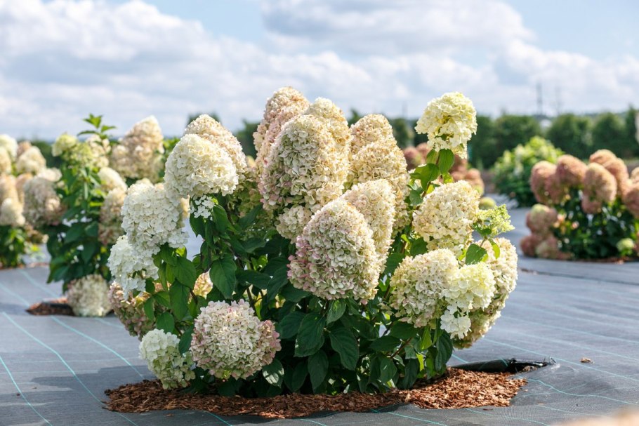 Гортензия Tiffany Purple