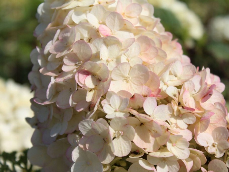 Гортензия желтая