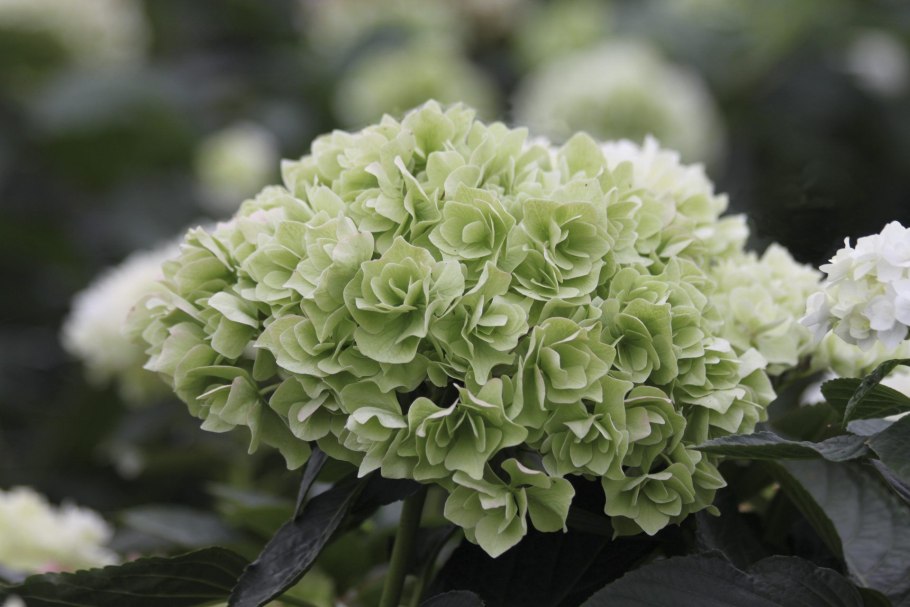 Гортензия Мэджикал Килиманджаро