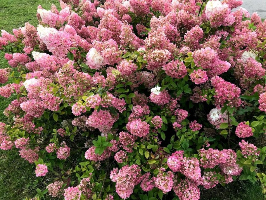 Гортензия крупнолистная желтая