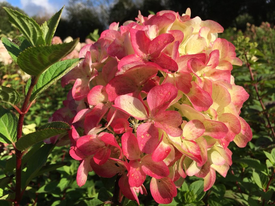 Гортензия гидрангея желтая