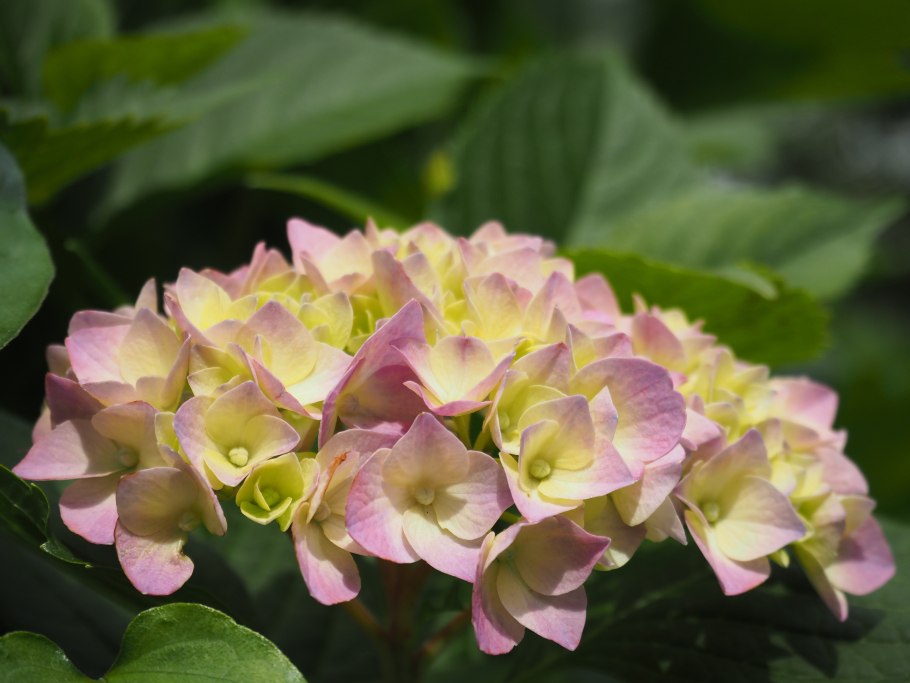 Гортензия Hydrangea жёлтая