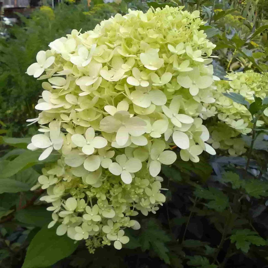 Блю бриллиант гортензия метельчатая