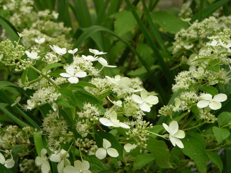 Сорта гортензии таблица