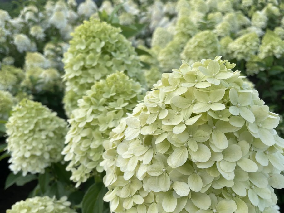 Белые искусственные цветы для декора