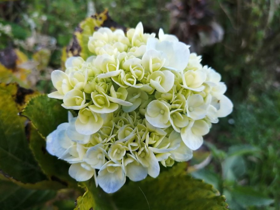 Амп Еллоу гортензия