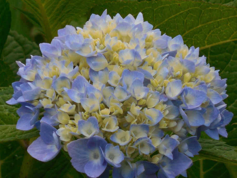 Гортензия крупнолистная Кайпиринья