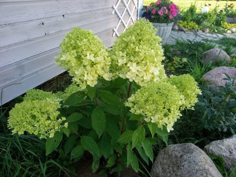 Гортензия остролистная