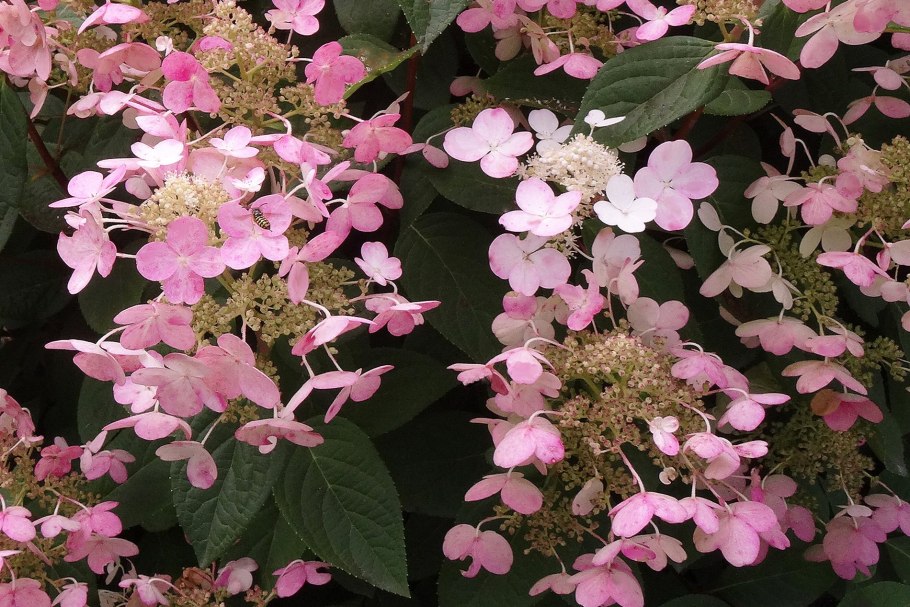 Гортензия зеленая Голландия