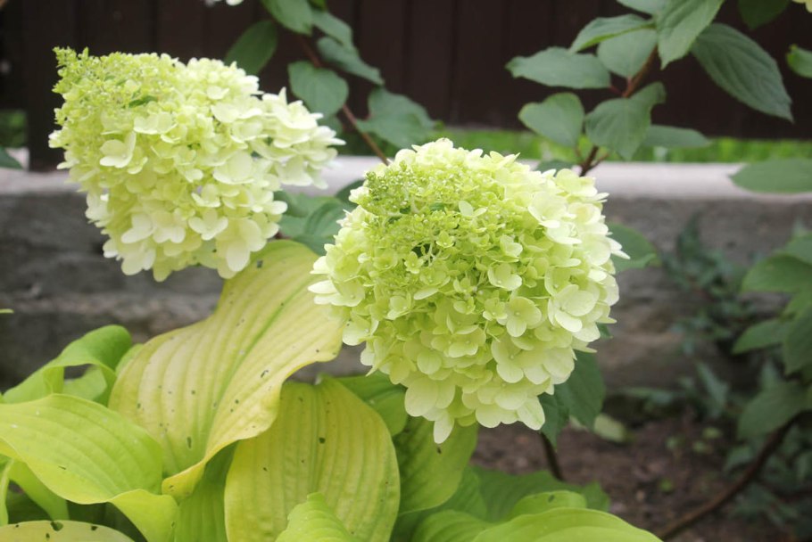 Монблан гортензия метельчатая