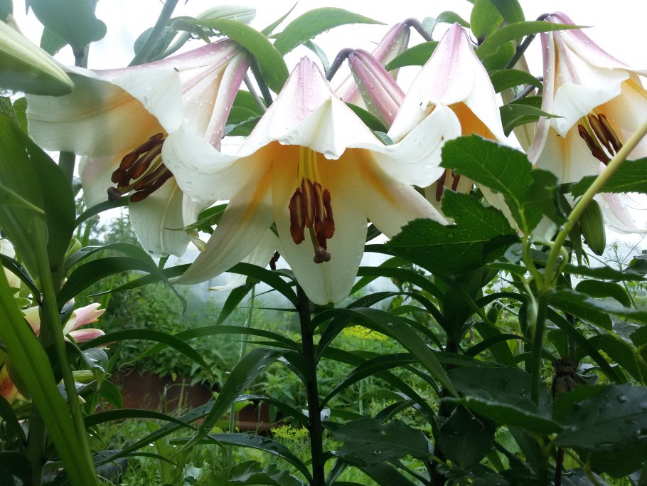 Лилия Регале альбум трубчатая