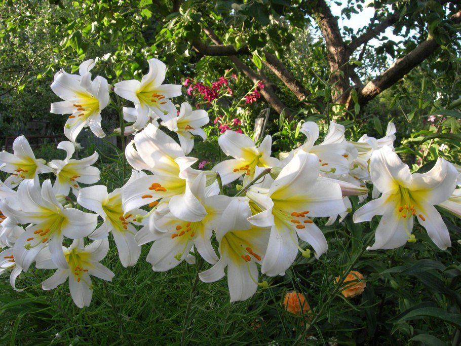 Лилия трубчатая Ригейл альбум