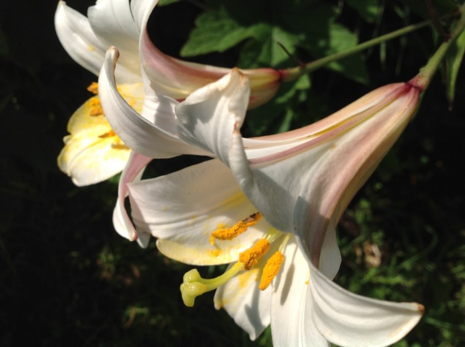 Лилия трубчатая Вайт планет