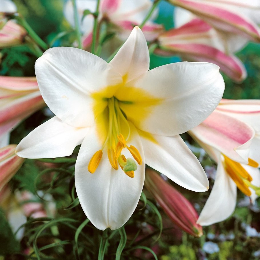 Лилия трубчатая Жюль Верн