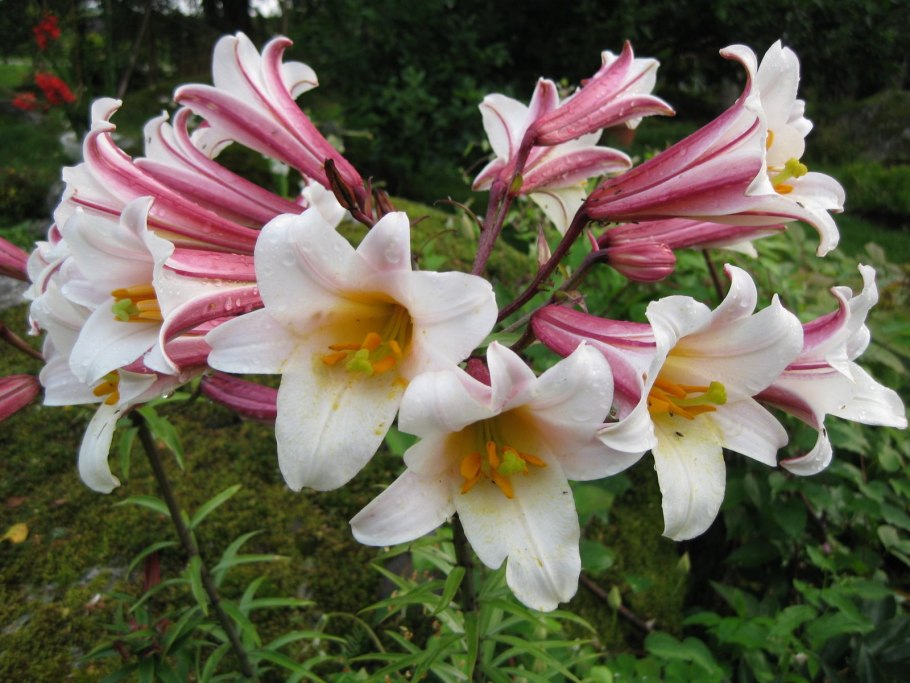 Лилия Регале альбум в ландшафтном дизайне