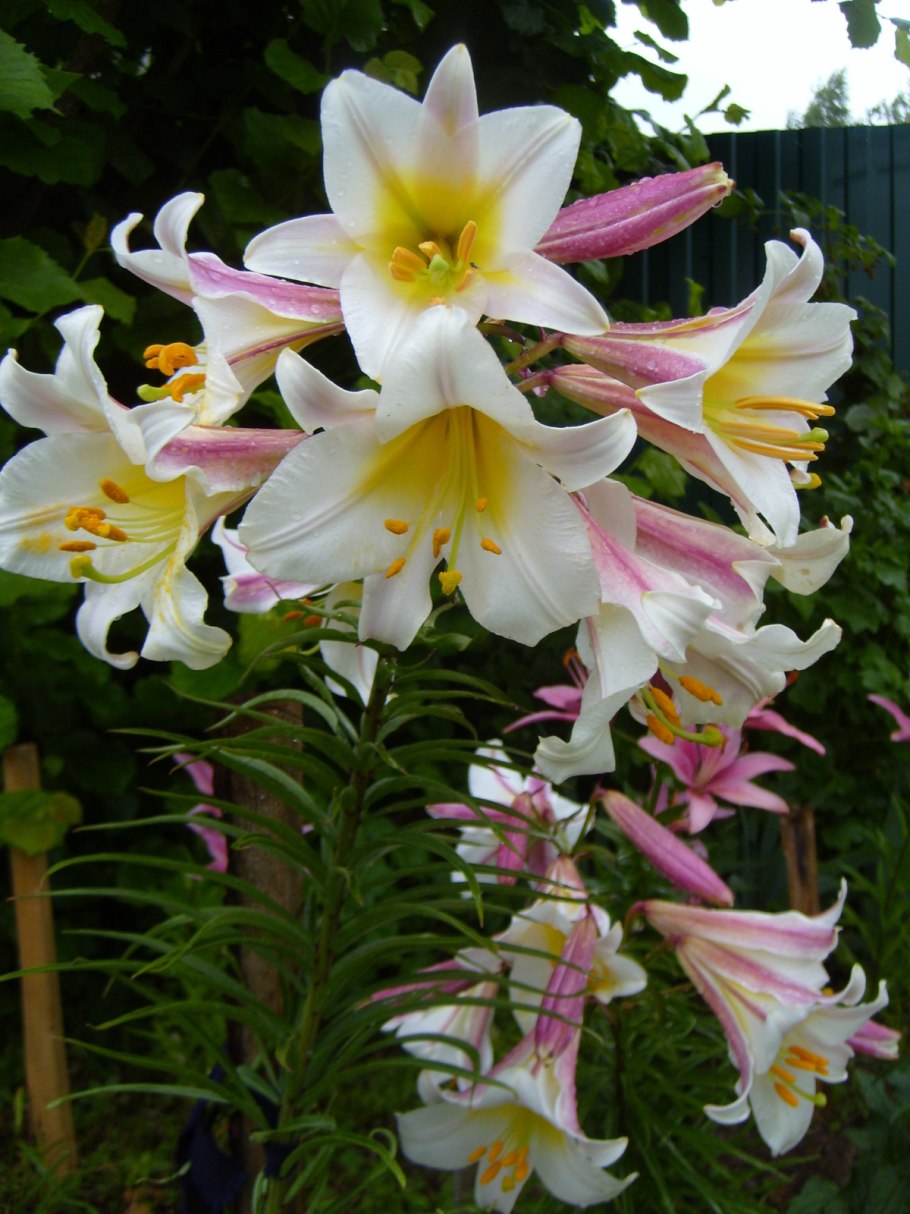 Лилия Гарден Эффеэр