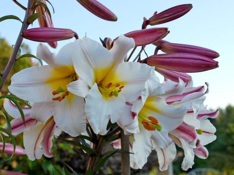 Лилия Регале альбум