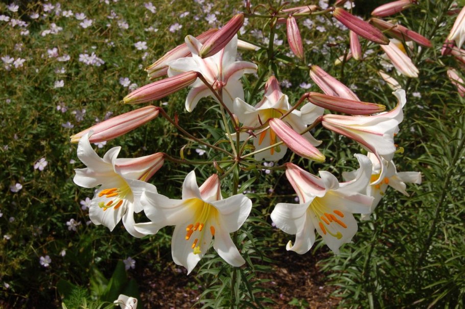 Лилия Регале альбум