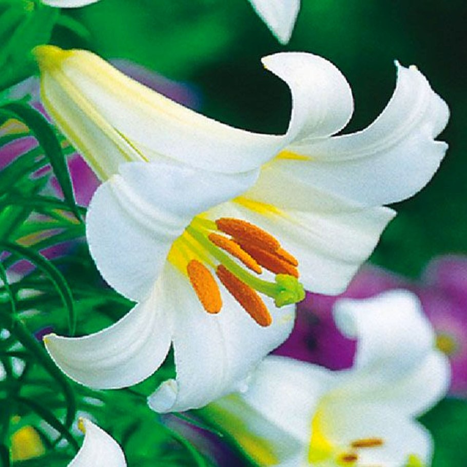Лилия Королевская (Lilium Regale)