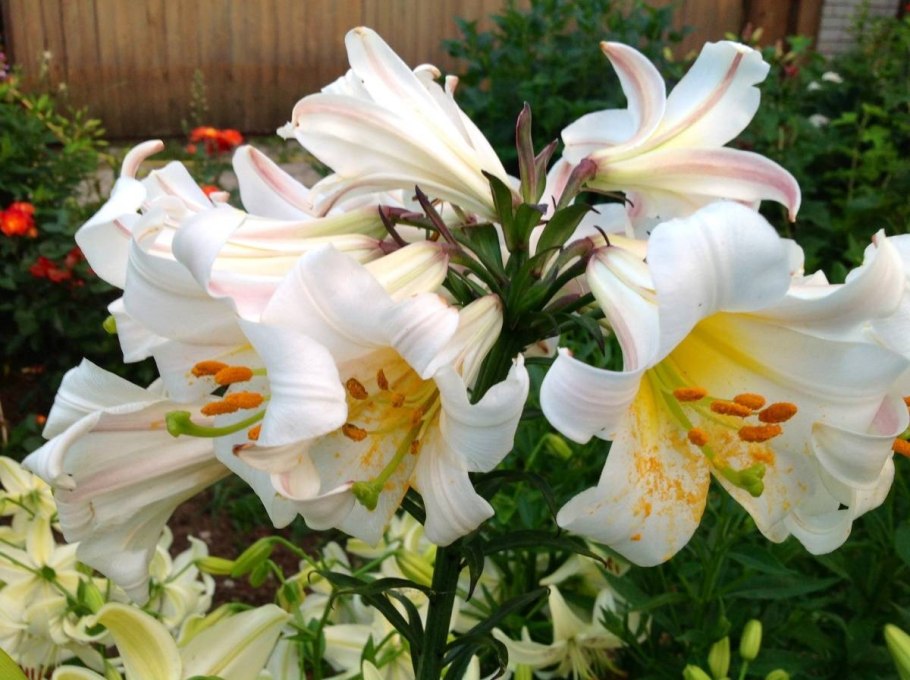 Лилия Регале Сальво