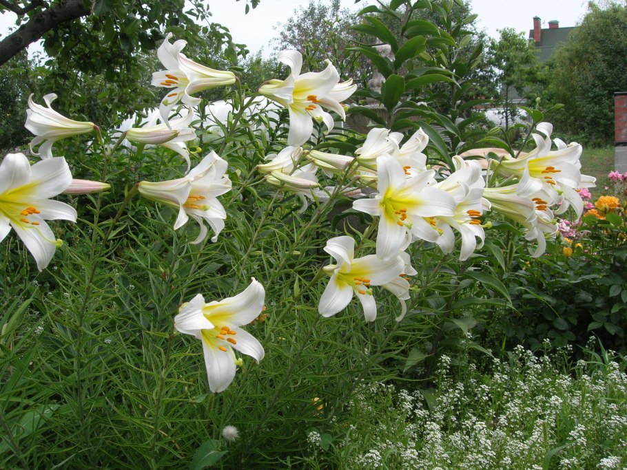 Лилия Гарден Эффеэр