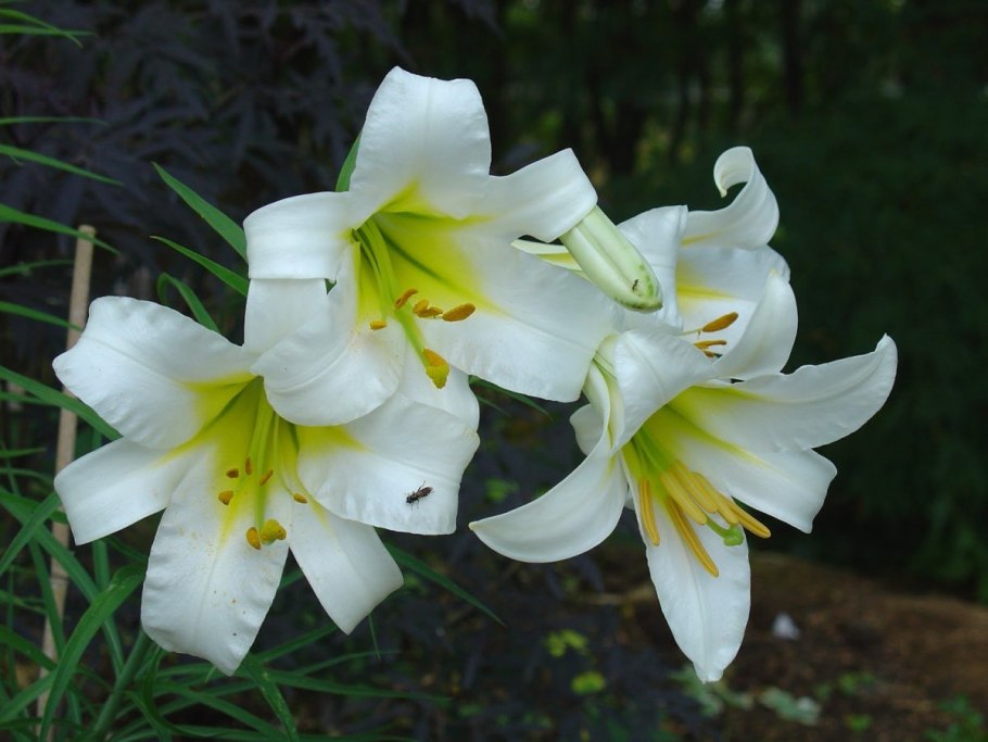 Лилия Регале Королевская