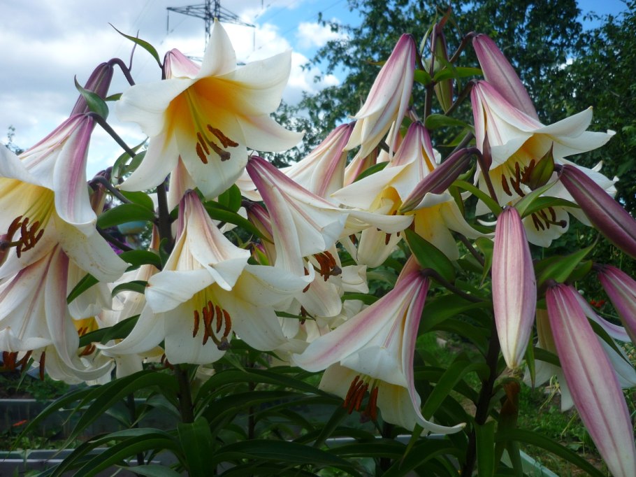 Лилия трубчатая Ригейл альбум