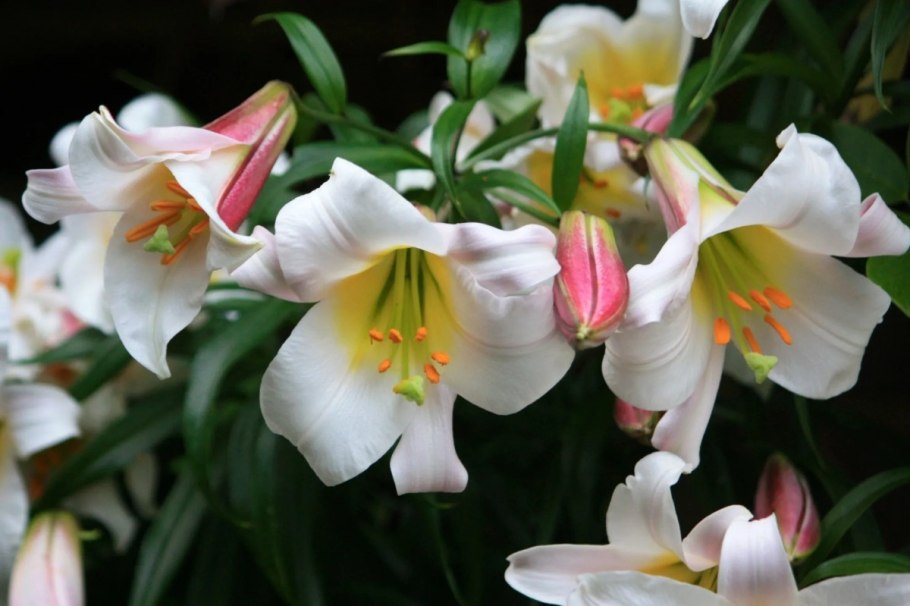 Лилия Регале альбум азиатская