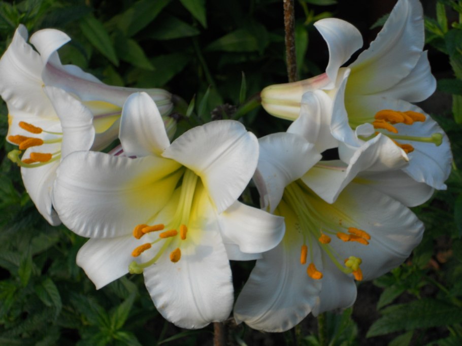 Лилия Регале цветок