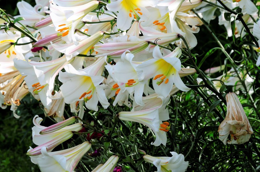 Лилия трубчатая Ригейл альбум