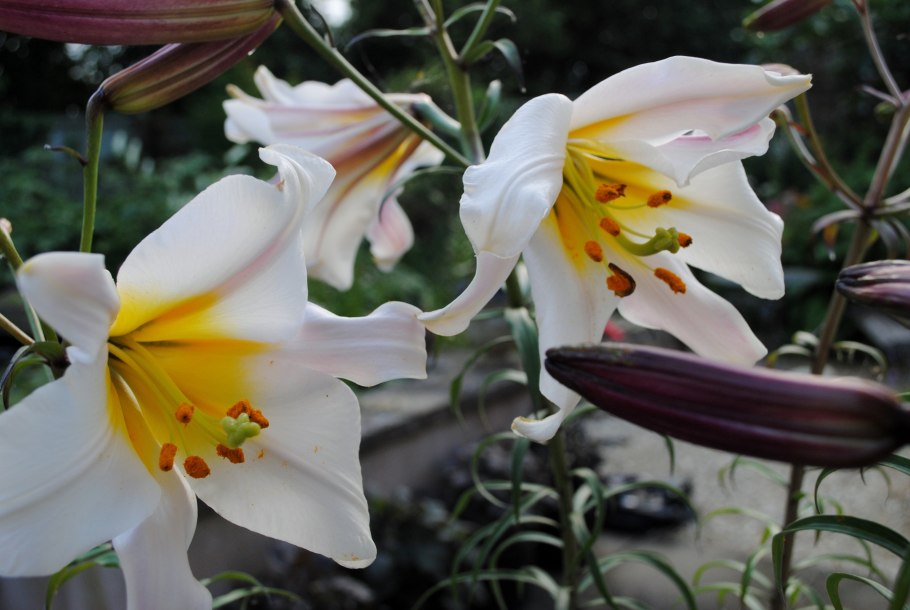 Лилия Регале Сальво