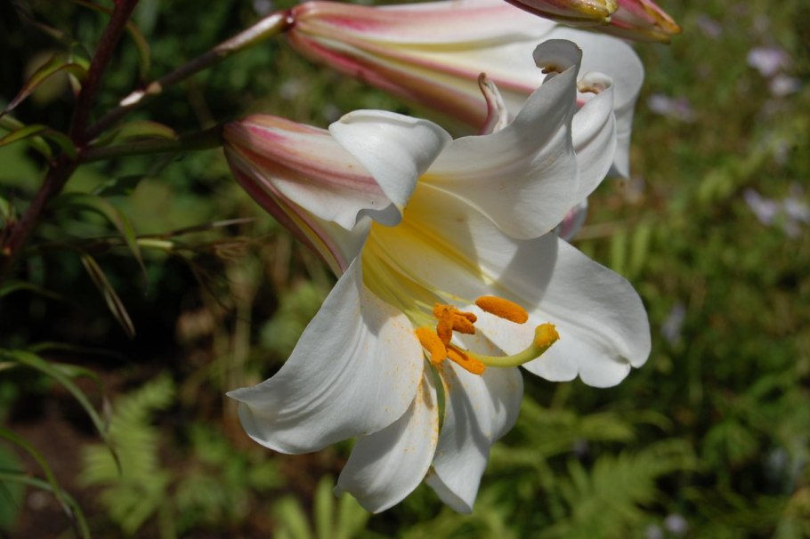 Лилия Королевская (Lilium Regale)