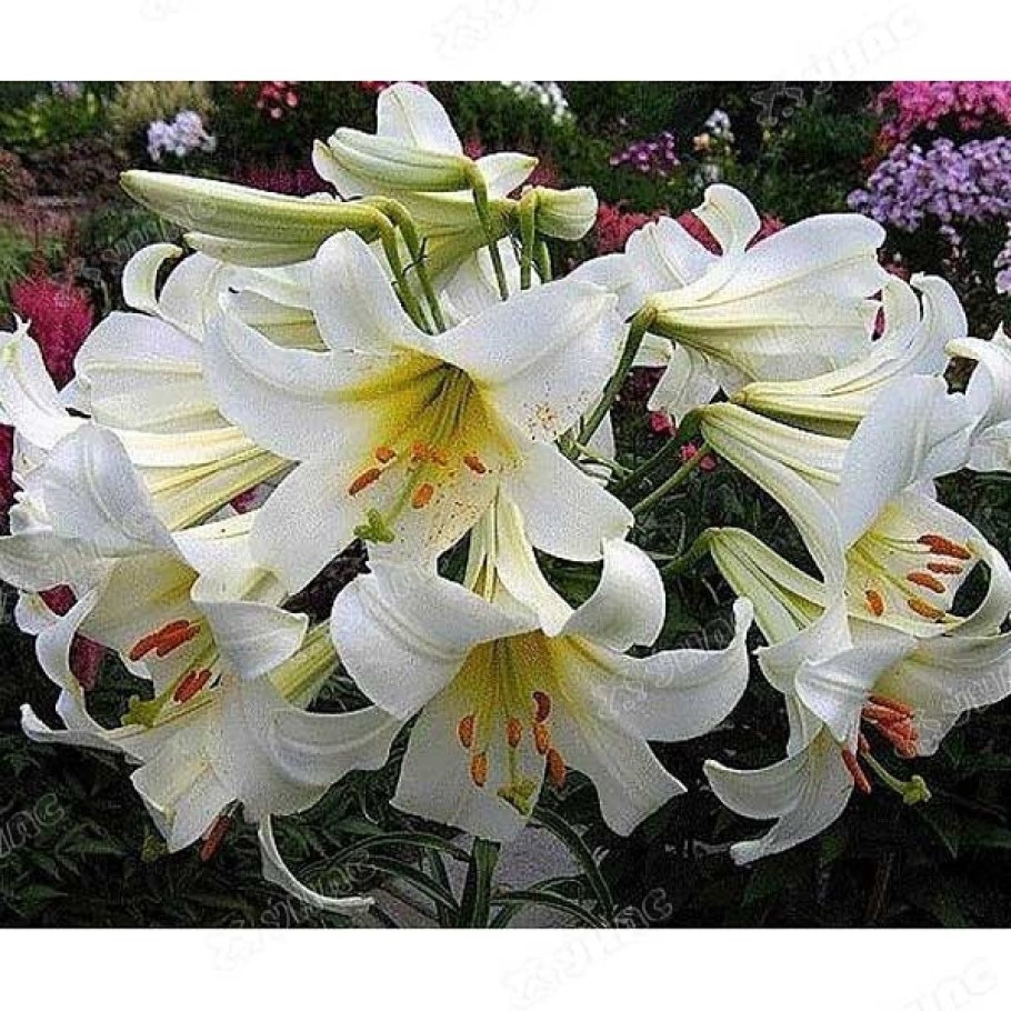 Лилия Регале альбум трубчатая