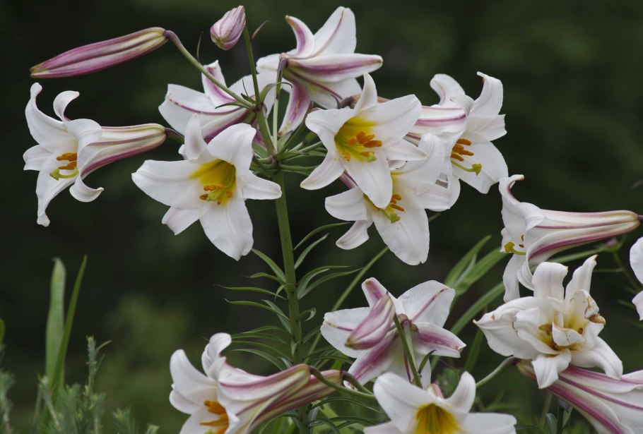 Лилия Регале альбум