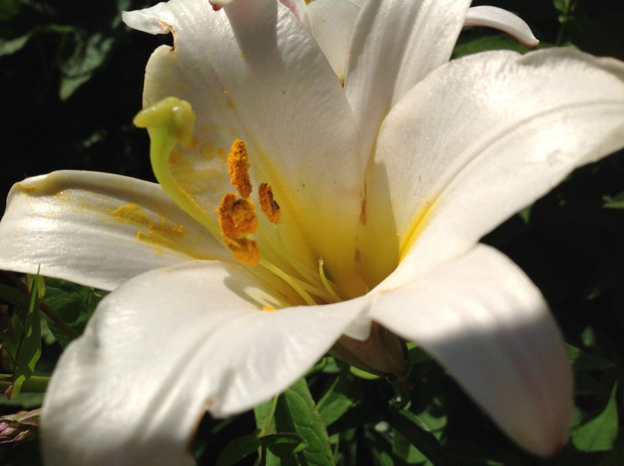 Лилия Регале Сальво