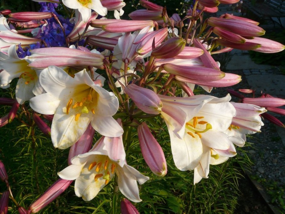 Лилия Королевская (Lilium Regale)