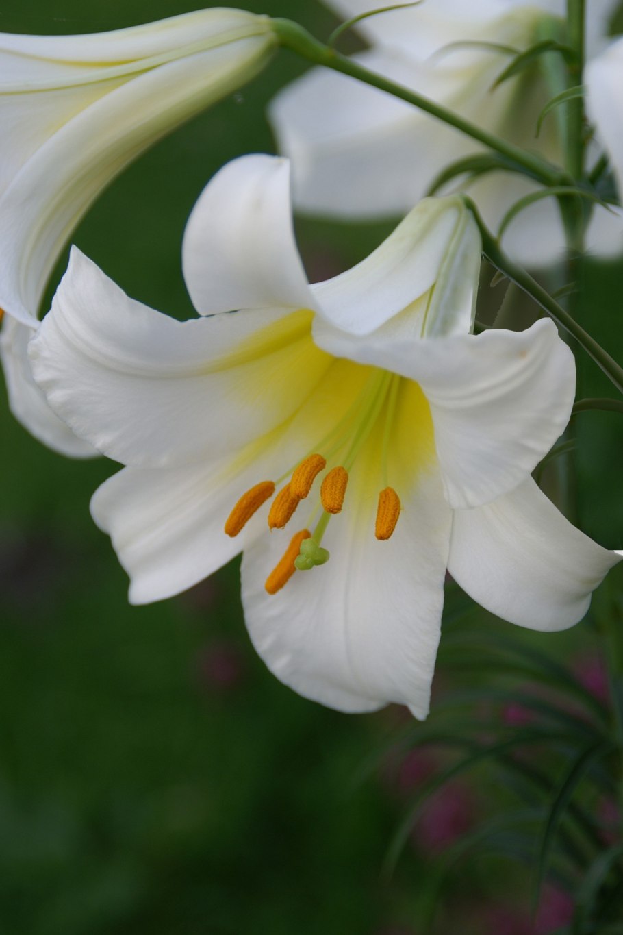 Лилия Королевская (Lilium Regale)