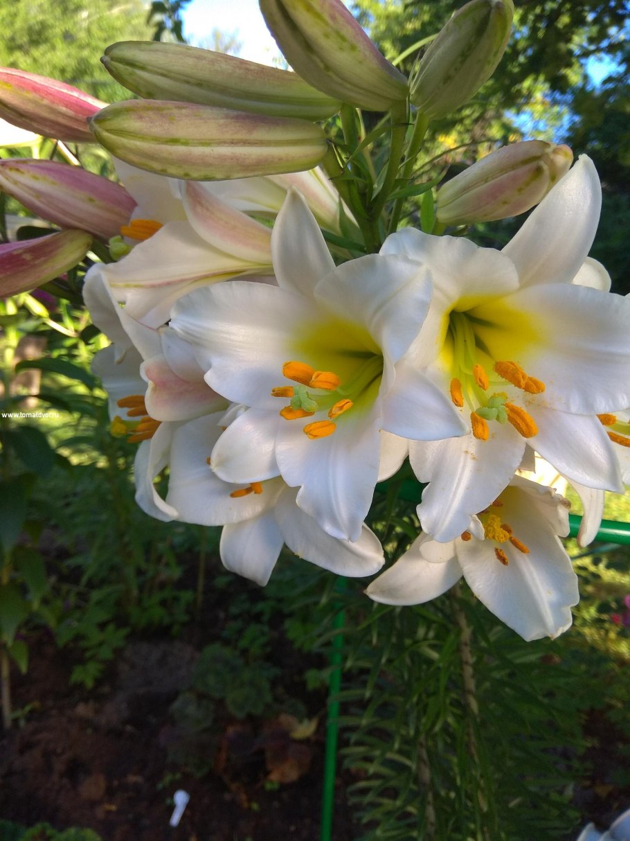 Лилия Регале Королевская