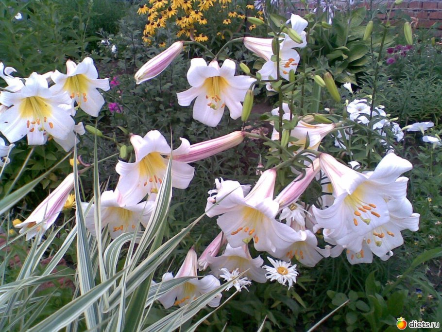 Лилия Trumpet Regale