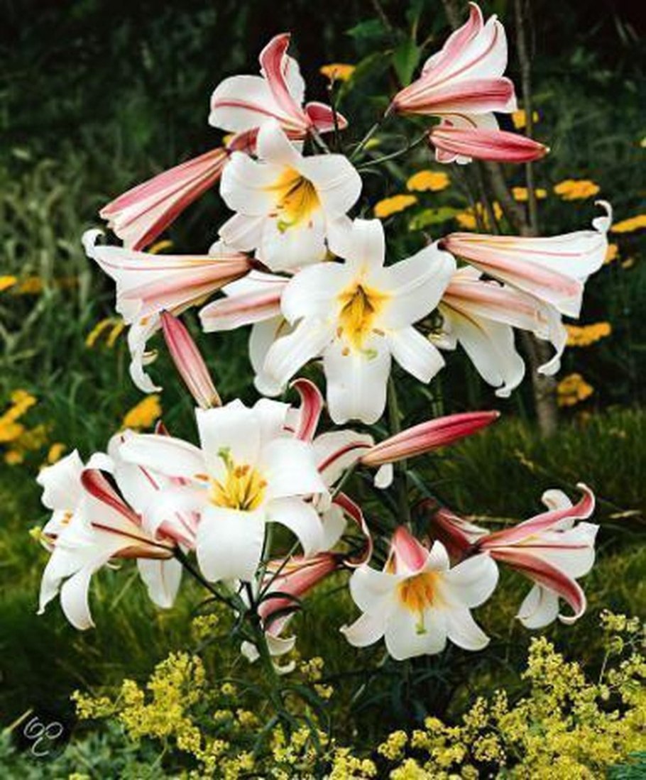 Лилия Королевская (Lilium Regale)