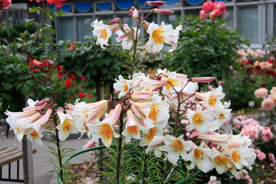 Лилия Королевская (Lilium Regale)