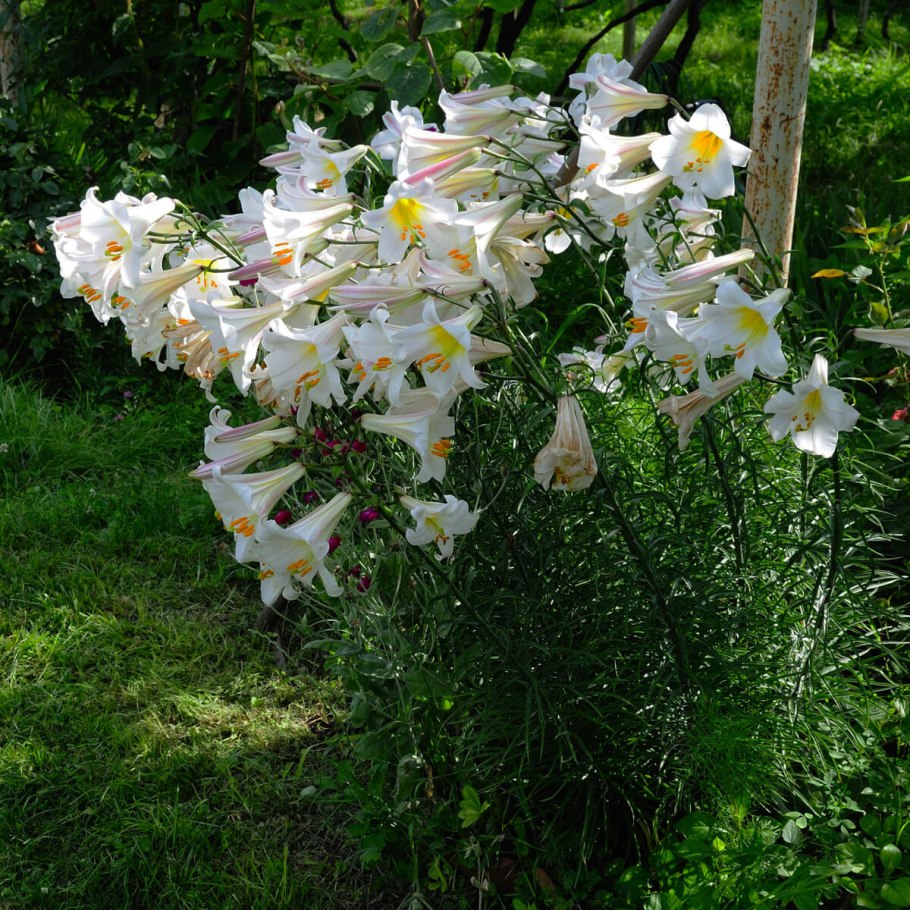 Лилия Регале и Регале альбум отличие