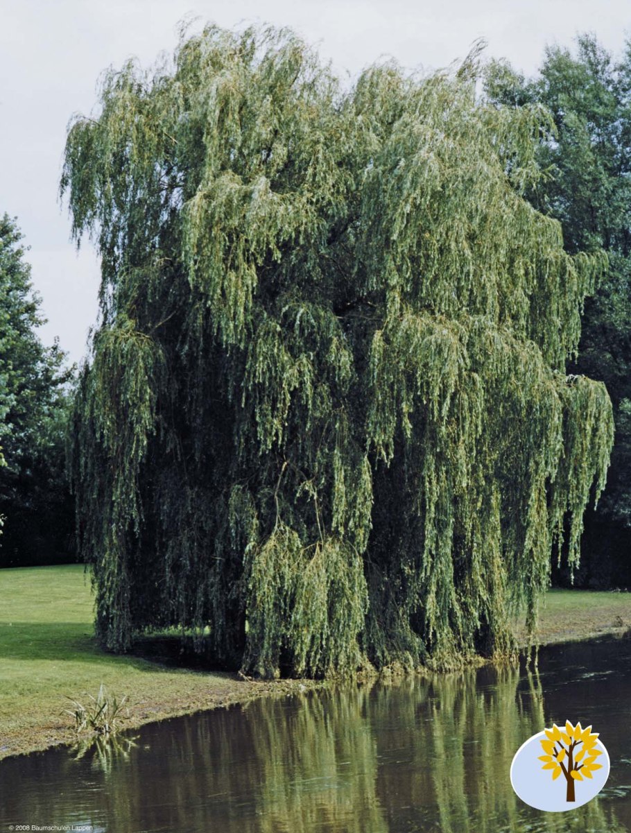 Ива Вавилонская (Salix babylonica)