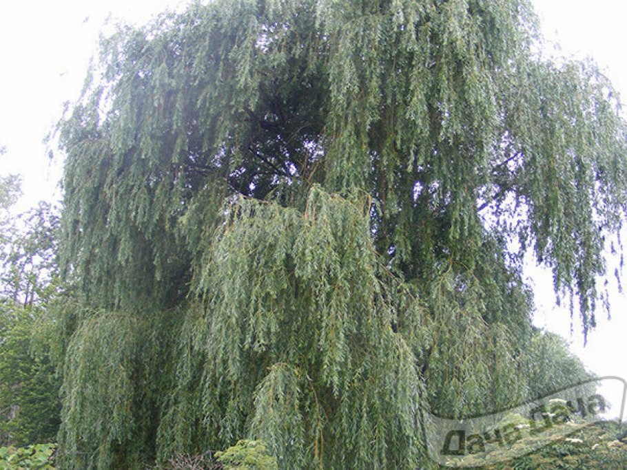 Береза Пендула Юнги