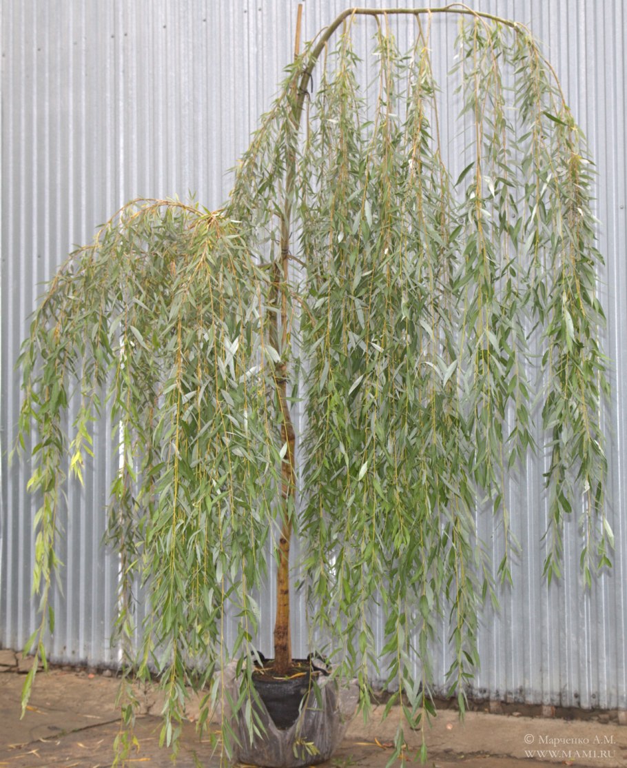 Ива Козья Salix caprea