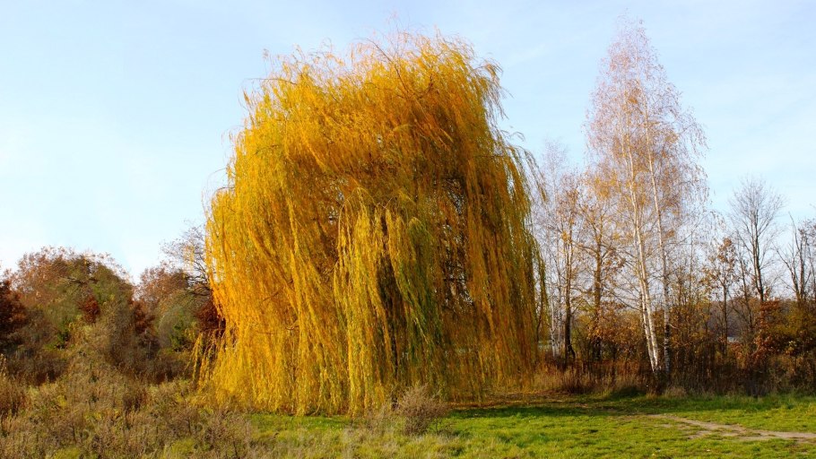 Ива росистая (Salix rorida)