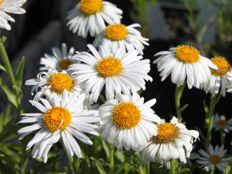 Астра Aster Alpinus Albus