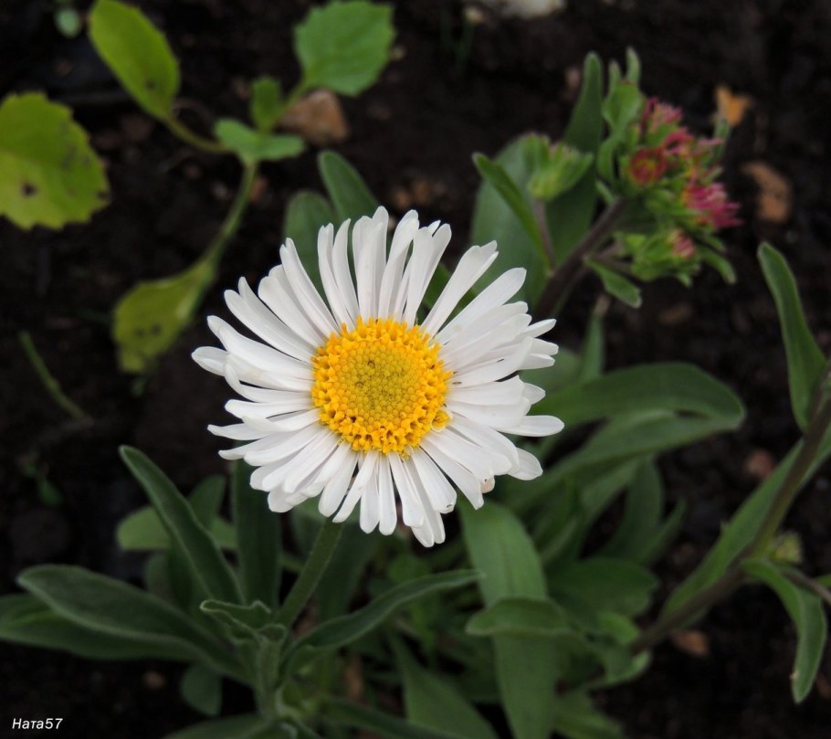 Астра Альпийская Альбус