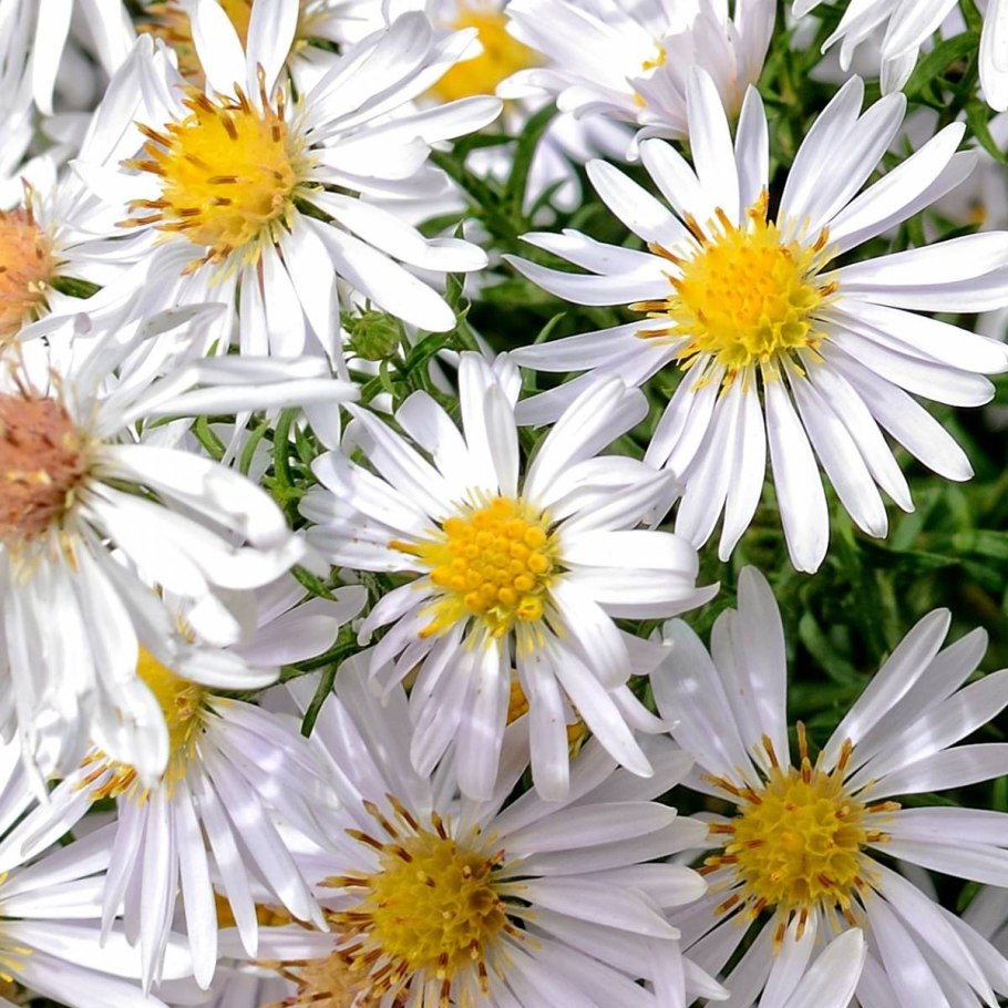 Астра Альпийская Альбус